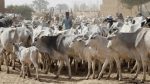 The Need For Proactive Steps Against Killer Herders By Buhari, Governors